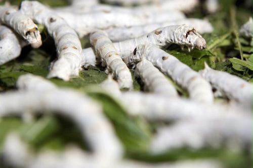Silkworms; Image ONLY