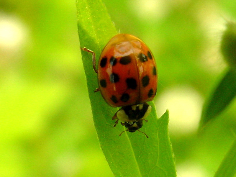 ladybug {!--무당벌레-->; DISPLAY FULL IMAGE.