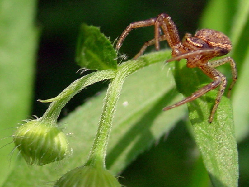 Cute Small Spider on Leaf {!--풀잎위의 작은 거미-->; DISPLAY FULL IMAGE.