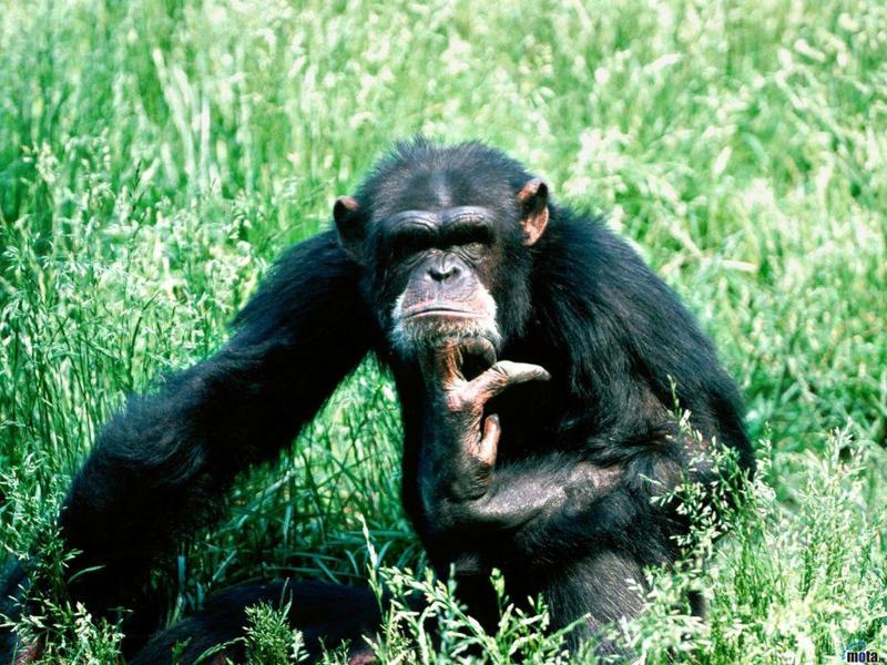 Chimpanzee; DISPLAY FULL IMAGE.