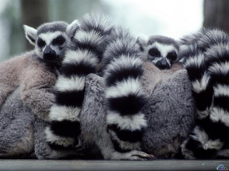 ring-tailed lemurs; DISPLAY FULL IMAGE.