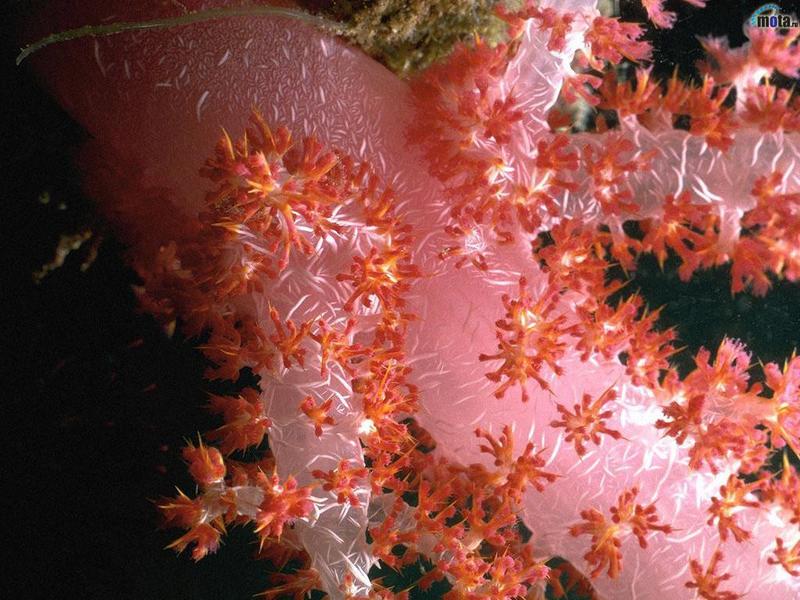 coral; DISPLAY FULL IMAGE.