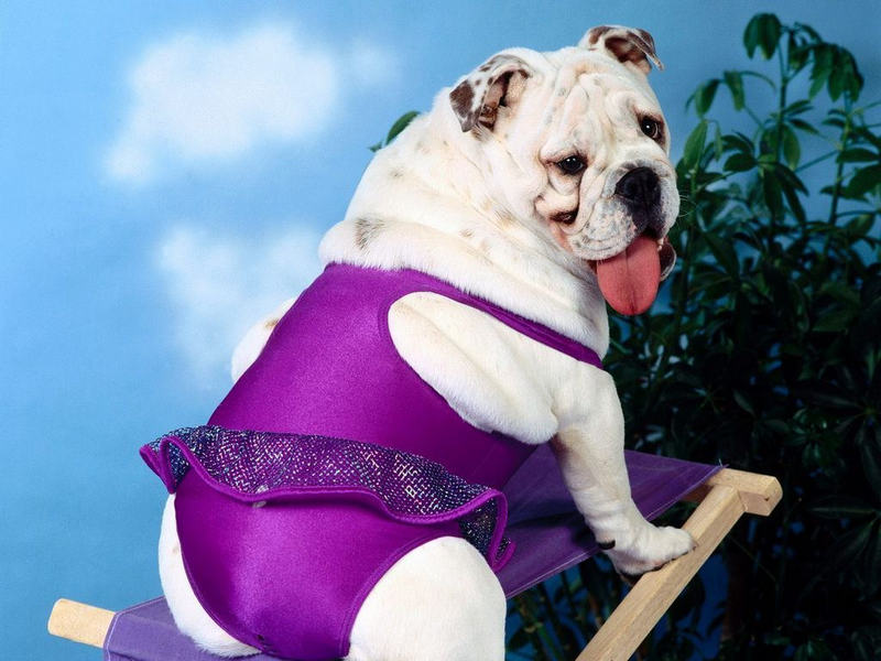 Bikini dog; DISPLAY FULL IMAGE.