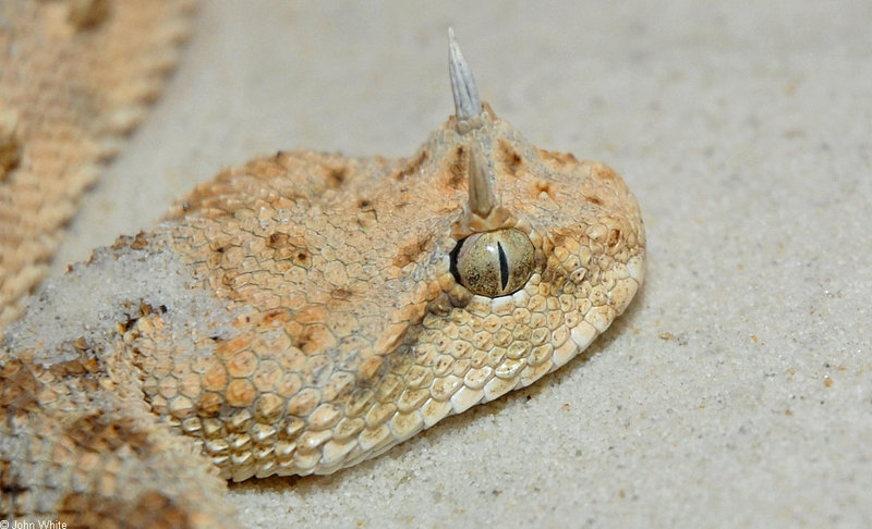 Some Snakes - Desert Horned Viper (Cerastes cerastes)34333; DISPLAY FULL IMAGE.