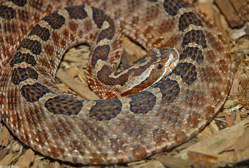Some Snakes - Eastern Massasauga (Sistrurus catenatus catenatus)2; DISPLAY FULL IMAGE.