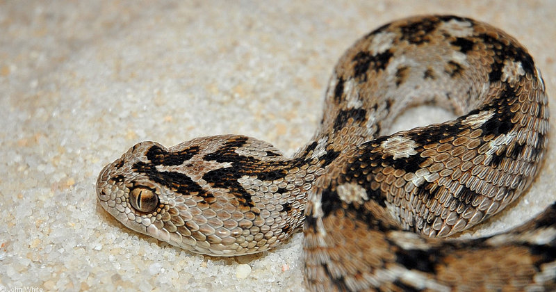 Some Snakes - Sawscale Viper (Echis carinata)001; DISPLAY FULL IMAGE.