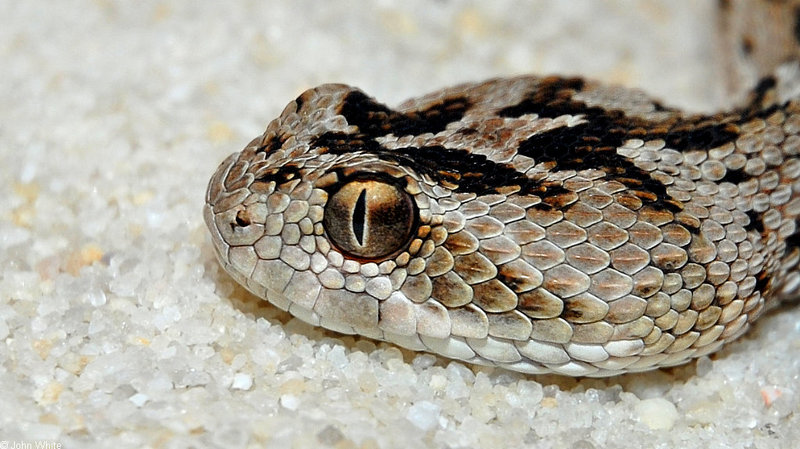 Some Snakes - Sawscale Viper (Echis carinata)002; DISPLAY FULL IMAGE.