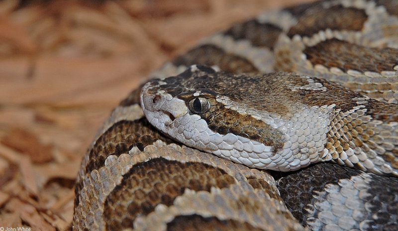Some Snakes - Southern Pacific Rattlesnake (Crotalus viridis helleri); DISPLAY FULL IMAGE.