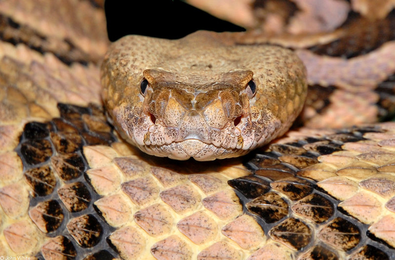 Some Snakes - Timber Rattlesnake (Crotalus horridus)2; DISPLAY FULL IMAGE.