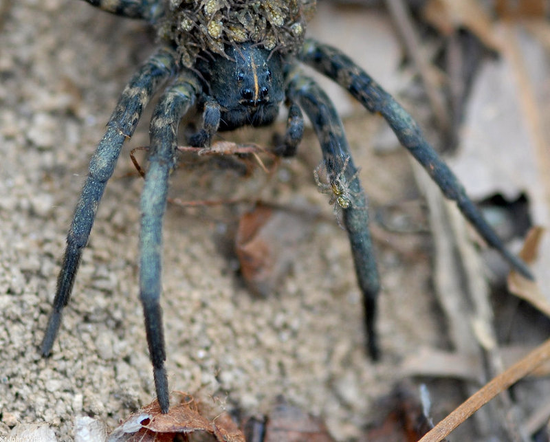 Babies on Board - Carolina Wolf Spider (Lycosa carolinensis) with neonates 001; DISPLAY FULL IMAGE.
