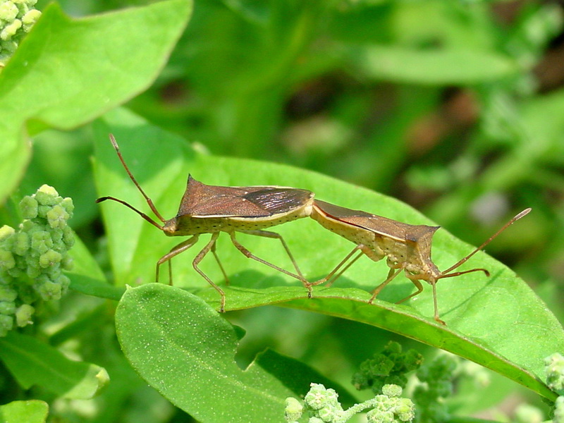 Cletus punctiger (Squash bugs in mating) {!--시골가시허리노린재의 교미-->; DISPLAY FULL IMAGE.