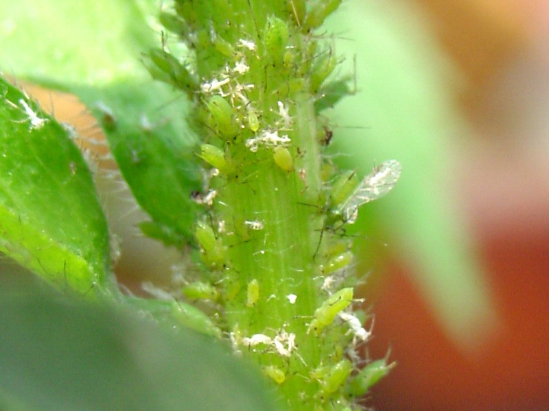 Aphids; DISPLAY FULL IMAGE.