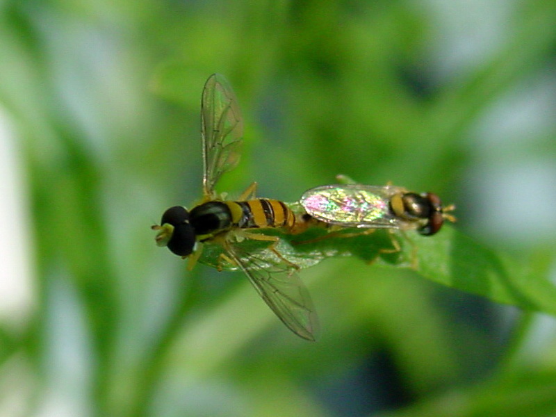 Episyrphus balteatus (Marmelade hoverfly in mating) {!--호리꽃등에 교미-->; DISPLAY FULL IMAGE.
