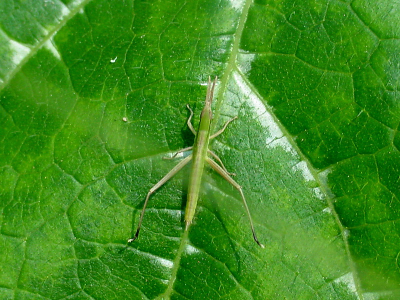 Acrida cinerea (Green Hopper nymph) {!--어린 방아깨비(약충)-->; DISPLAY FULL IMAGE.
