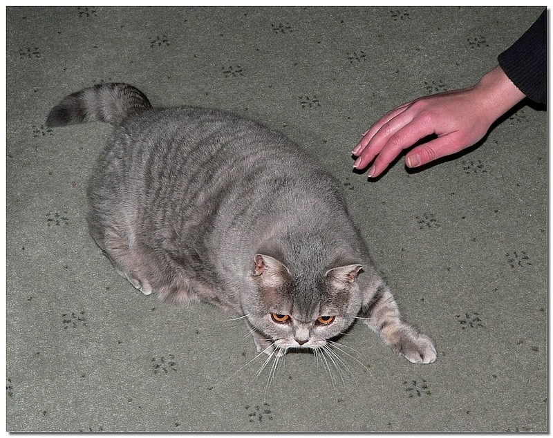 house guest 1 (British Shorthair); DISPLAY FULL IMAGE.