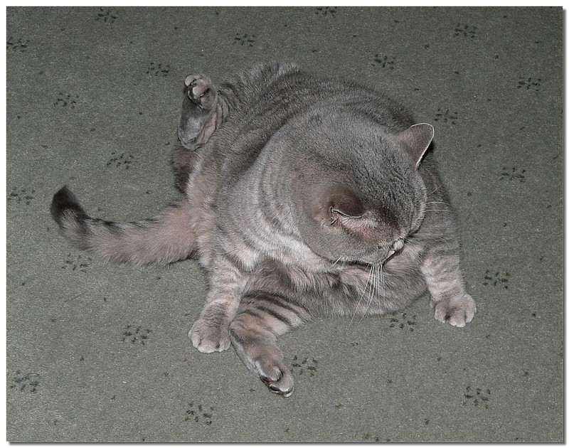 house guest 2 (British Shorthair); DISPLAY FULL IMAGE.