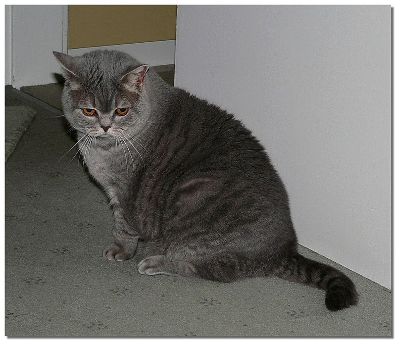 house guest 3 (British Shorthair); DISPLAY FULL IMAGE.