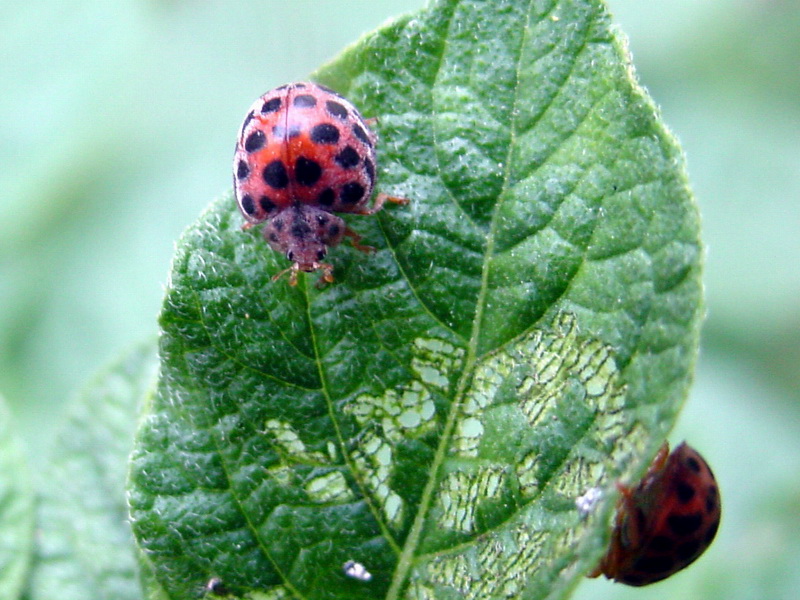 ladybugs {!--무당벌레-->; DISPLAY FULL IMAGE.