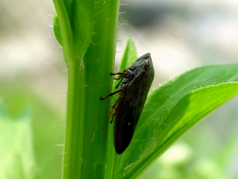 Leafhopper?; DISPLAY FULL IMAGE.