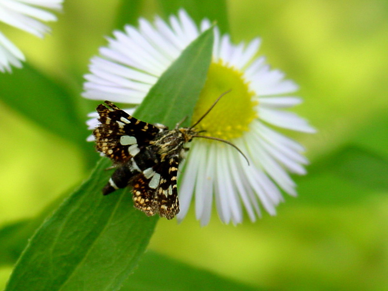 Striglina scitaria (Day Moth) {!--창나방-->; DISPLAY FULL IMAGE.
