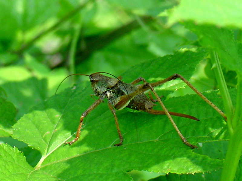 Big Grasshopper; DISPLAY FULL IMAGE.