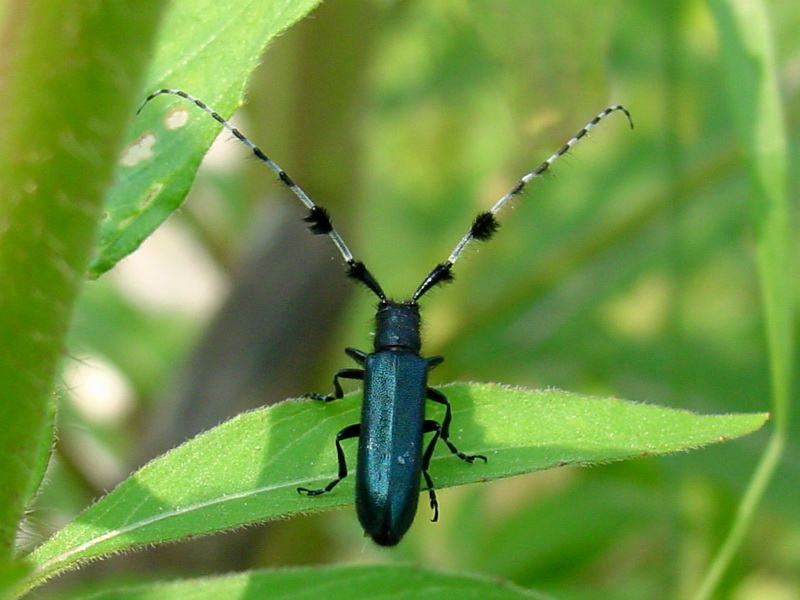 Agapanthia pilicornis (Agapanthia Long-horned Beetle) {!--남색초원하늘소-->; DISPLAY FULL IMAGE.