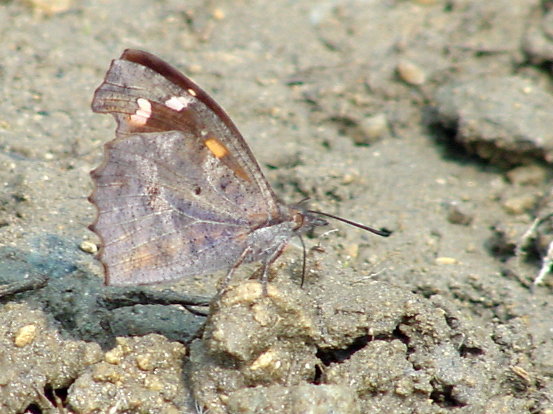 Libythea celtis (Nettle-tree Butterfly) {!--뿔나비-->; DISPLAY FULL IMAGE.