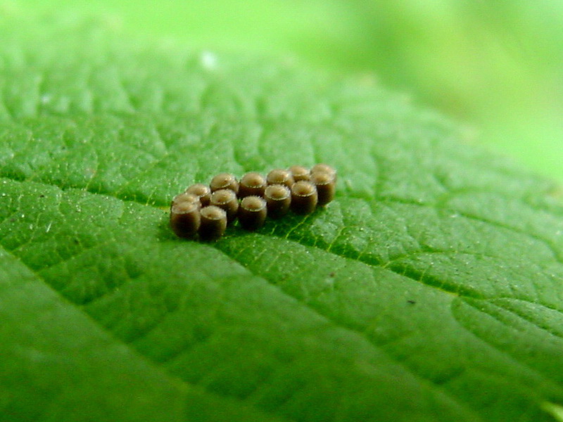 Insect eggs {!--이름모를 곤충(아마도 나비)의 알-->; DISPLAY FULL IMAGE.