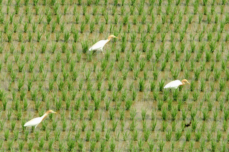Bubulcus ibis (Cattle Egret) {!--황로-->; DISPLAY FULL IMAGE.