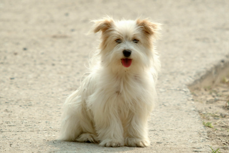 Puppy {!--산장의 귀여운 강아지-->; DISPLAY FULL IMAGE.