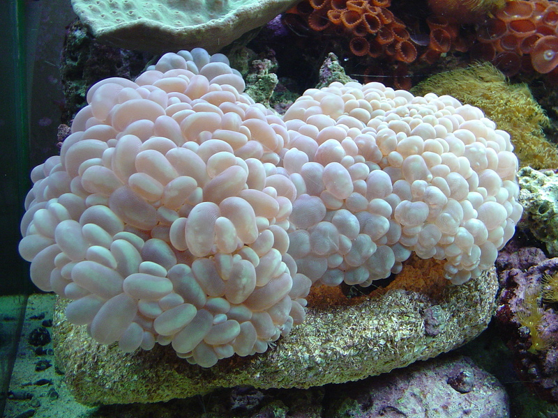 Reef tank; DISPLAY FULL IMAGE.