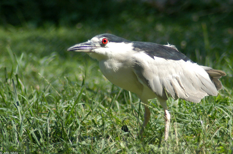 Misc Critters - Black-crowned Night Heron (Nycticorax nycticorax)074; DISPLAY FULL IMAGE.