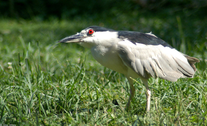 Misc Critters - Black-crowned Night Heron (Nycticorax nycticorax)075; DISPLAY FULL IMAGE.
