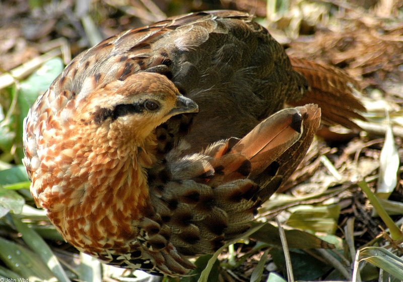 Misc Critters - Chinese Bamboo Partridge (Bambusicola fytchii)077; DISPLAY FULL IMAGE.