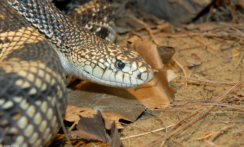 Misc Critters - Northern Pine Snake (Pituophis melanoleucus melanoleucus); DISPLAY FULL IMAGE.
