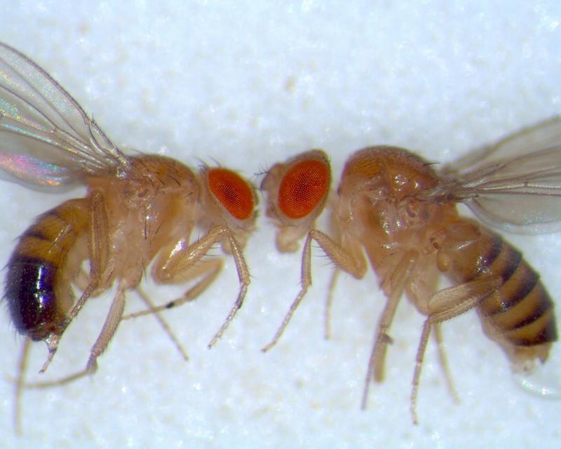 Drosophila melanogaster; DISPLAY FULL IMAGE.