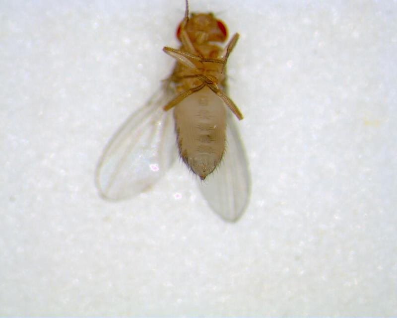 Drosophila melanogaster; DISPLAY FULL IMAGE.