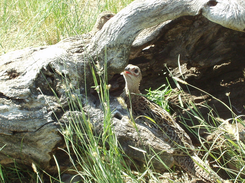 pheasant; DISPLAY FULL IMAGE.