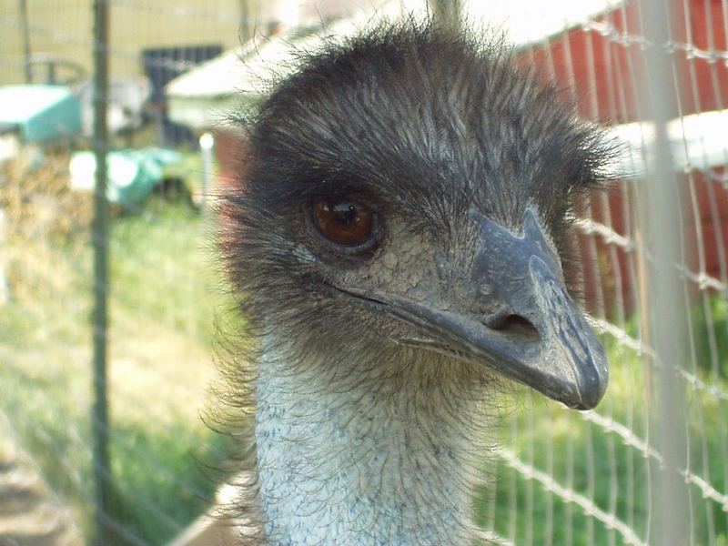 Emu; DISPLAY FULL IMAGE.
