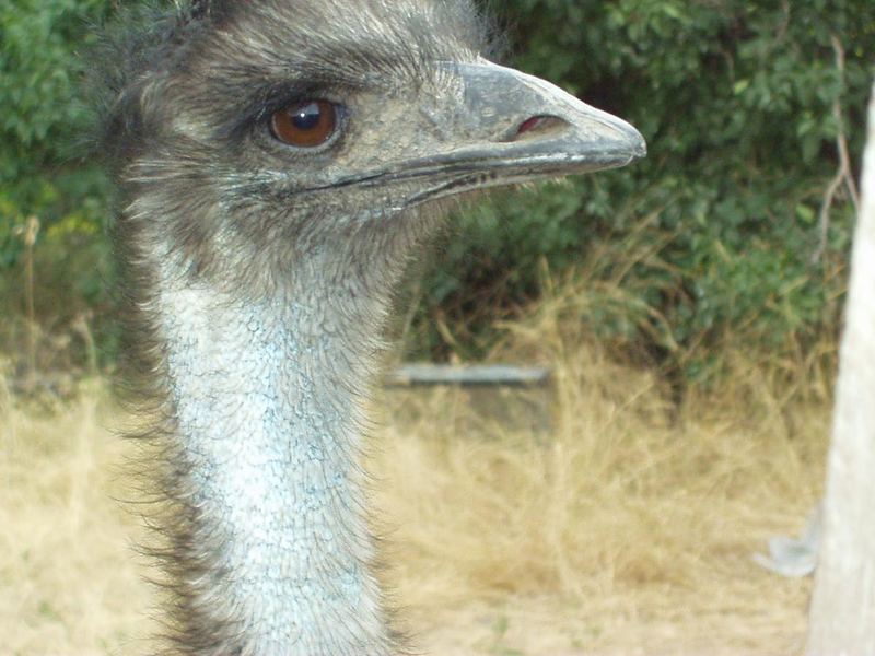 Emu; DISPLAY FULL IMAGE.
