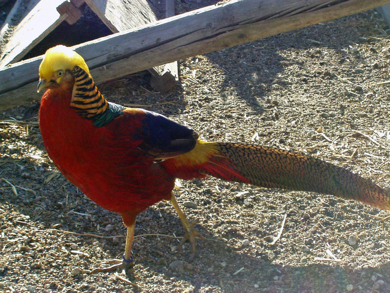 Pheasant; DISPLAY FULL IMAGE.