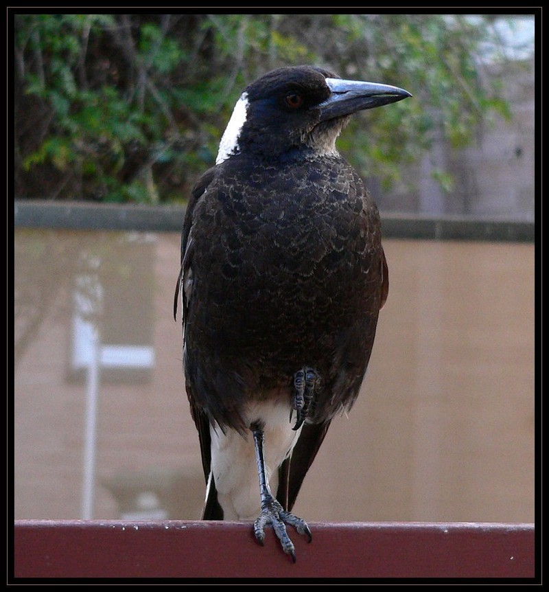 Australian magpie resting leg...; DISPLAY FULL IMAGE.