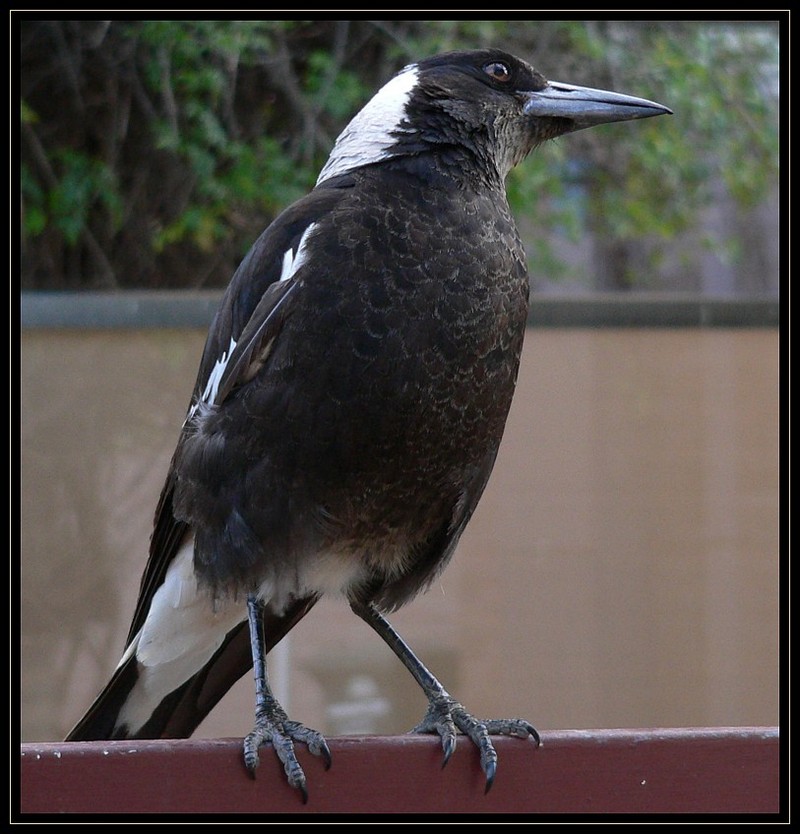 Australian magpie watching for hawk...; DISPLAY FULL IMAGE.