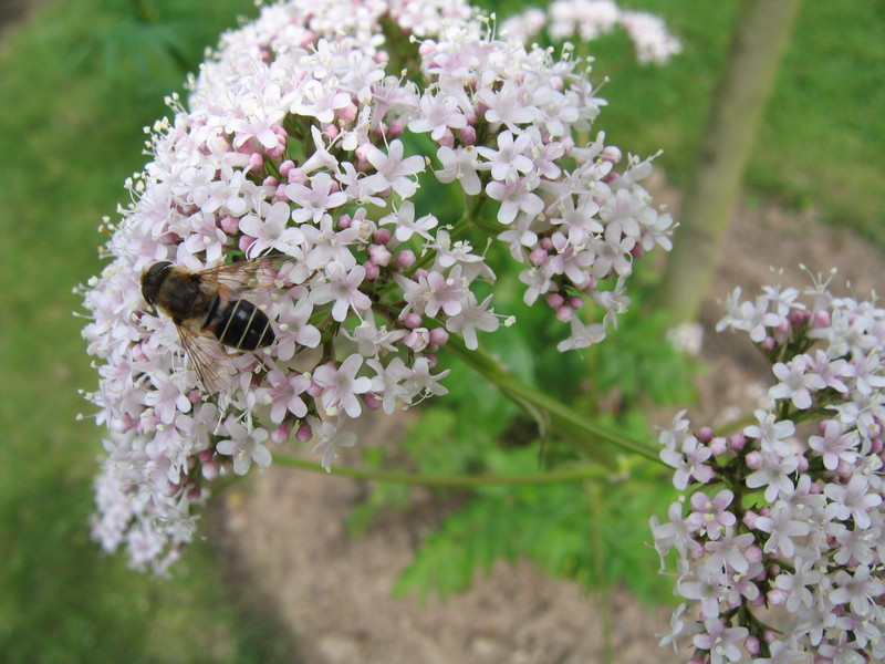 honeybee; DISPLAY FULL IMAGE.