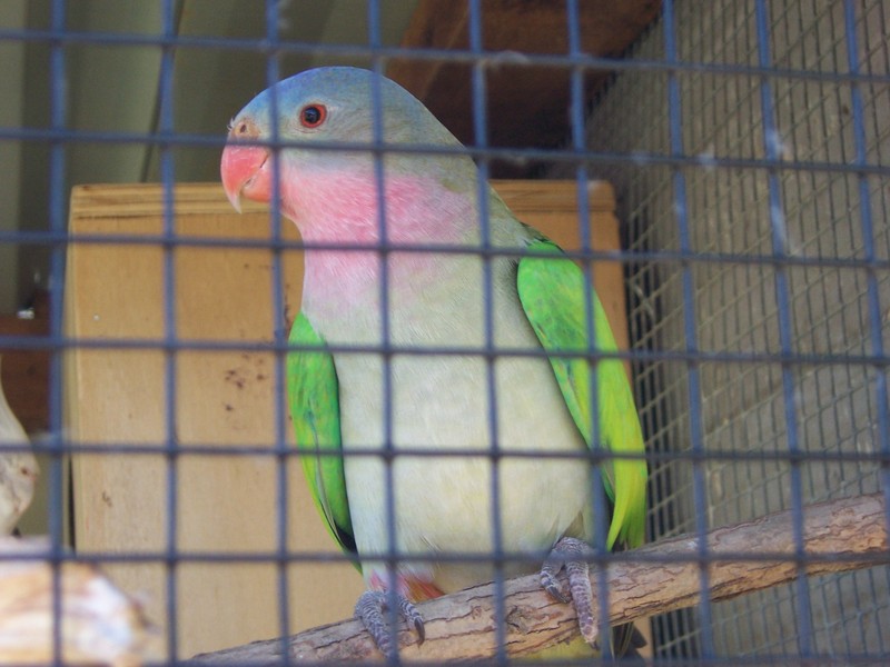My Male Princess Parrot; DISPLAY FULL IMAGE.