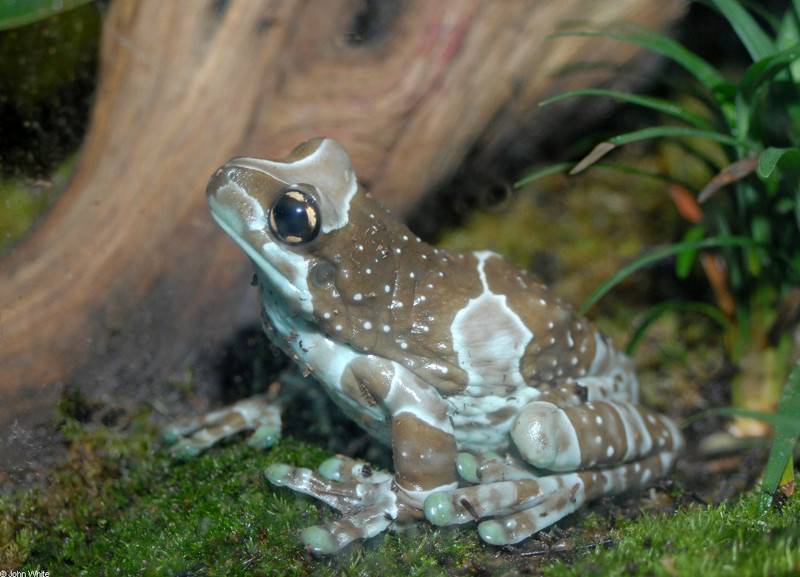Milky Treefrog (Trachycephalus resinifictrix) 1; DISPLAY FULL IMAGE.