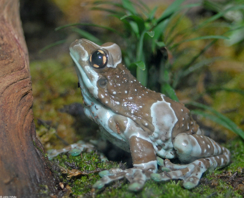 Milky Treefrog (Trachycephalus resinifictrix) 2; DISPLAY FULL IMAGE.
