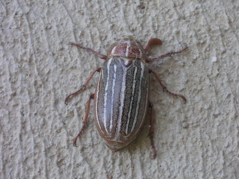 A beetle; DISPLAY FULL IMAGE.