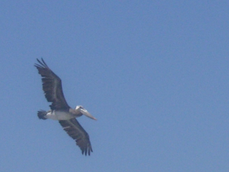 a pelican; DISPLAY FULL IMAGE.