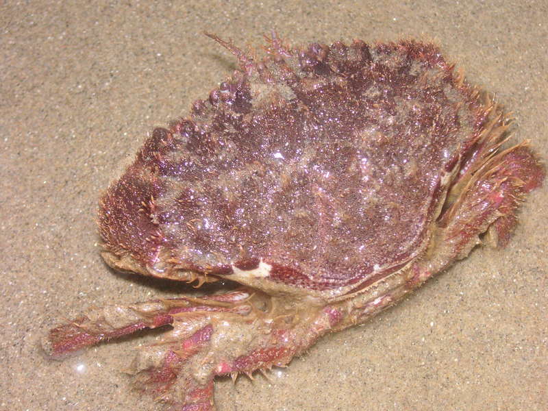 a BIG crab; DISPLAY FULL IMAGE.